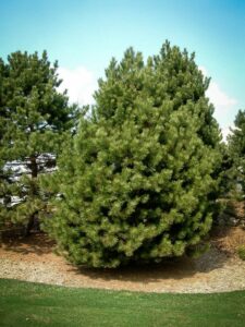 Сосна Чёрная (Pinus Nigra) купить по цене от 270.00р. в интернет-магазине «Посадика» с доставкой почтой в в Ленинске и по всей России – [изображение №1].