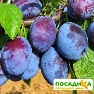 Слива Чачакская ранняя купить по цене от 229.00р. в интернет-магазине «Посадика» с доставкой почтой в в Ленинске и по всей России – [изображение №1].