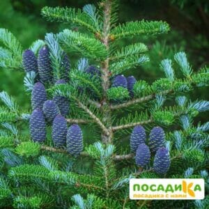 Пихта корейская (Abies koreana) купить по цене от 450.00р. в интернет-магазине «Посадика» с доставкой почтой в в Ленинске и по всей России – [изображение №1].