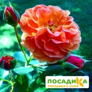 Роза Арабия купить по цене от 350.00р. в интернет-магазине «Посадика» с доставкой почтой в в Ленинске и по всей России – [изображение №1].