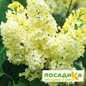 Сирень Примроуз (Primrose) купить по цене от 529.00р. в интернет-магазине «Посадика» с доставкой почтой в в Ленинске и по всей России – [изображение №1].