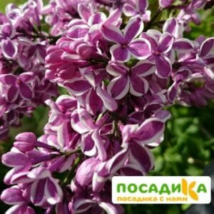 Сирень Сенсация купить по цене от 529.00р. в интернет-магазине «Посадика» с доставкой почтой в в Ленинске и по всей России – [изображение №1].