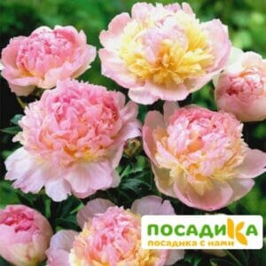 Пион Распберри Сандей (Paeonia Raspberry Sundae) купить по цене от 959р. в интернет-магазине «Посадика» с доставкой почтой в в Ленинске и по всей России – [изображение №1].