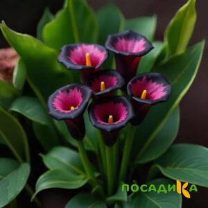 Калла Аура Лейс купить по цене от 400р. в интернет-магазине «Посадика» с доставкой почтой в в Ленинске и по всей России – [изображение №1].
