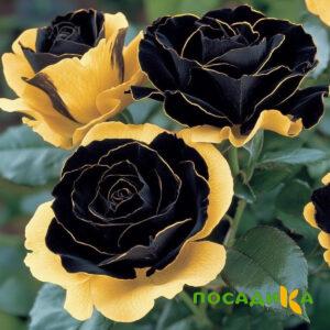 Роза Ханни Сикл купить по цене от 700р. в интернет-магазине «Посадика» с доставкой почтой в в Ленинске и по всей России – [изображение №1].