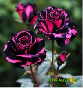 Роза Багровый Шепот купить по цене от 366р. в интернет-магазине «Посадика» с доставкой почтой в в Ленинске и по всей России – [изображение №1].