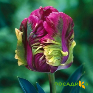 Тюльпан Экзотик Хэвен купить по цене от 186р. в интернет-магазине «Посадика» с доставкой почтой в в Ленинске и по всей России – [изображение №1].