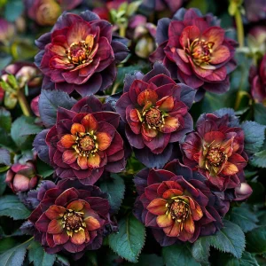 Морозник Сноу Дроп купить по цене от 348р. в интернет-магазине «Посадика» с доставкой почтой в в Ленинске и по всей России – [изображение №1].