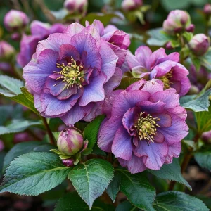 Морозник Айс Принцесс Чарм купить по цене от 650р. в интернет-магазине «Посадика» с доставкой почтой в в Ленинске и по всей России – [изображение №1].