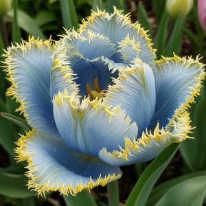 Тюльпан Махровый Амплуа купить по цене от 199р. в интернет-магазине «Посадика» с доставкой почтой в в Ленинске и по всей России – [изображение №1].